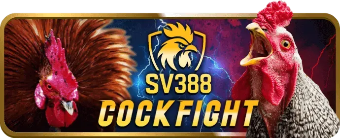 Đá gà tre tại Siu88 Login